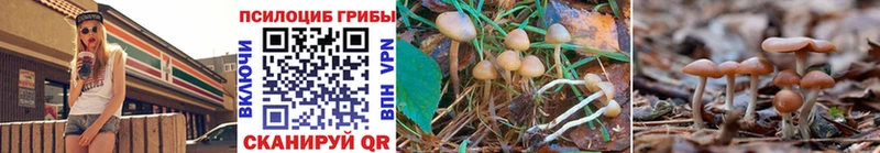 Купить  Гурьевск  Псилоцибиновые грибы Psilocybine cubensis 